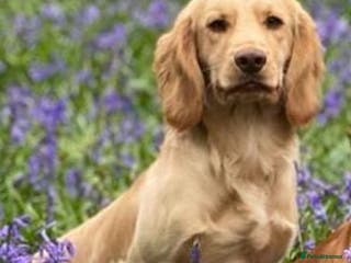 Cocker Spaniel dogs Master Murphy our Handsome Stud Boy,HEALTH TESTED in Bristol - Advert 15