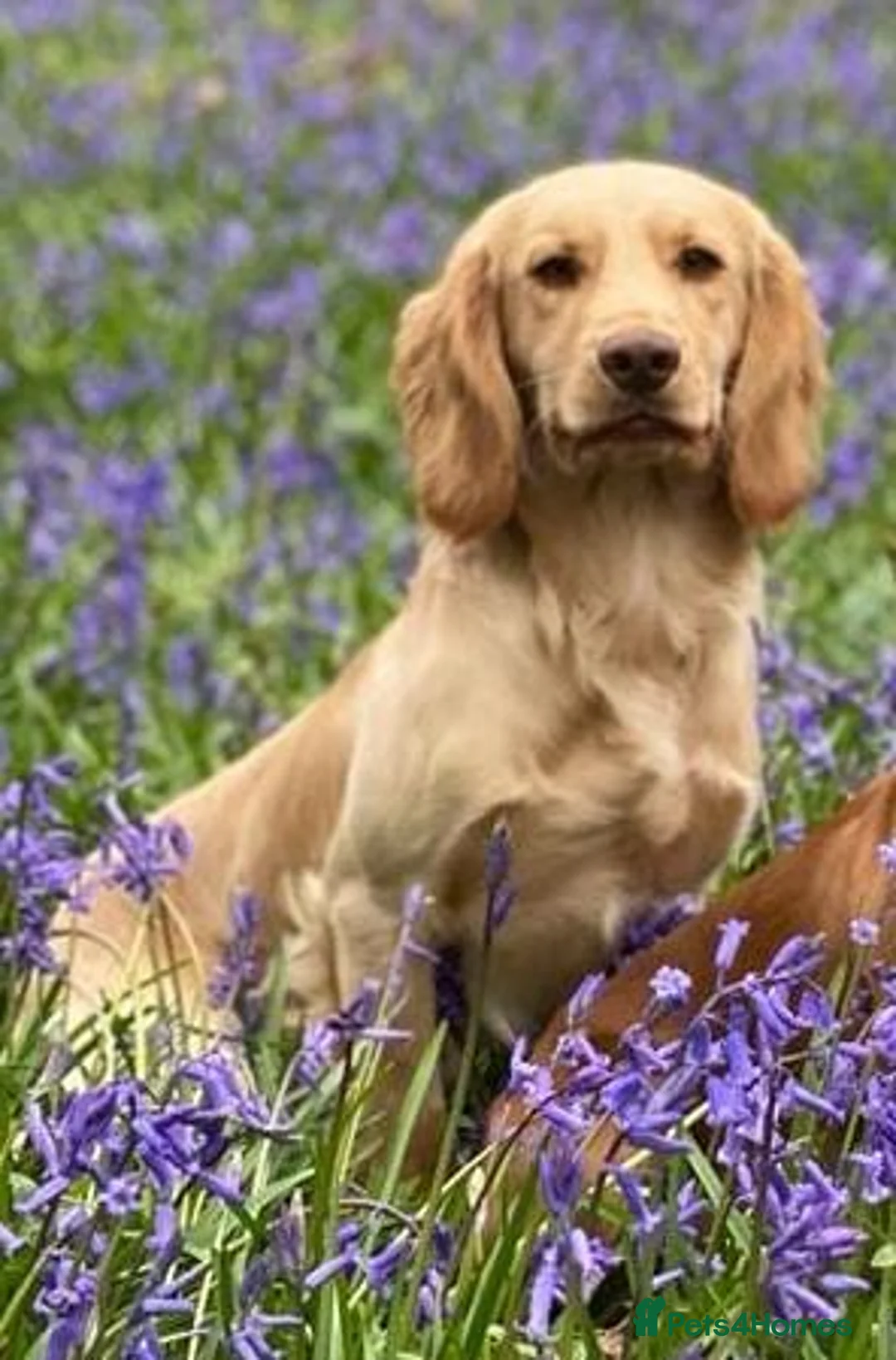 Cocker Spaniel dogs for stud: Master Murphy our Handsome Stud Boy,HEALTH TESTED in Bristol - Advert 1
