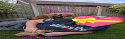 Dachshund dogs for sale: 4 Beautiful miniature Dachshunds puppies for sale - Advert 3