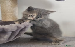 Scottish Fold cats for sale: Only 1 🐱 left.Scottish fold x BSH kittens - Image 9