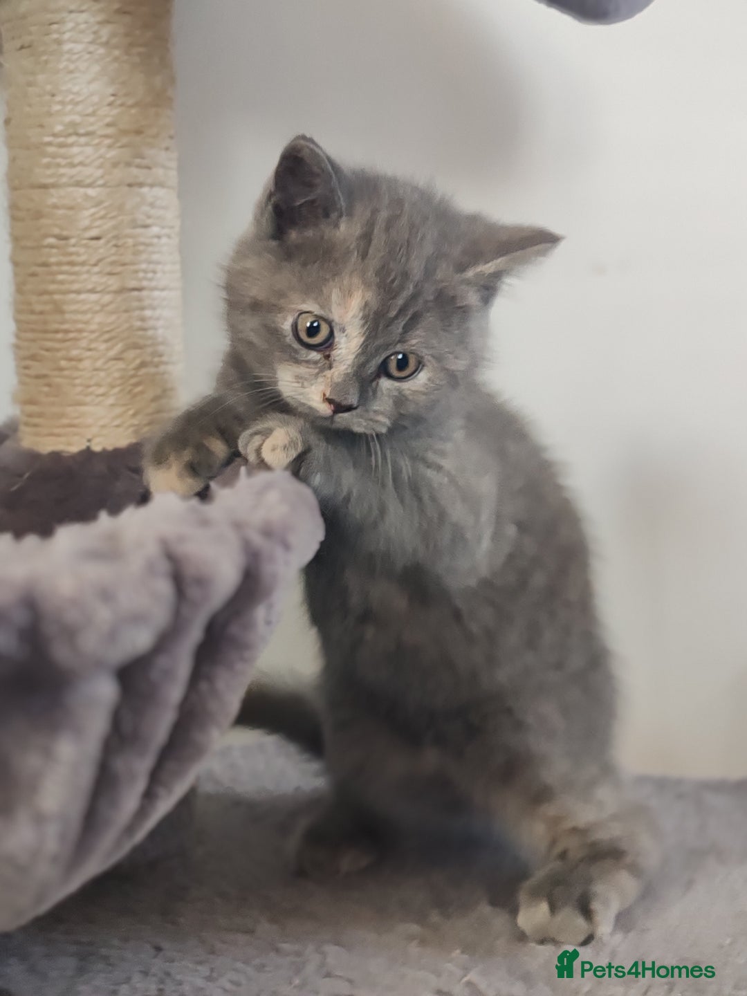 Scottish Fold cats for sale: Only 1 🐱 left.Scottish fold x BSH kittens - Image 9