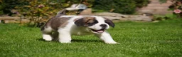 Saint Bernard dogs for sale: Outstanding St Bernard puppies for sale  - Advert 16