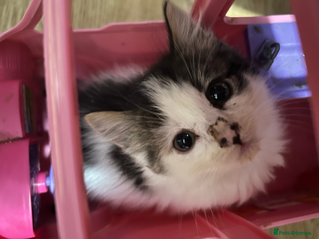 Mixed Breed cats for sale: Fluffy kittens  - Image 4