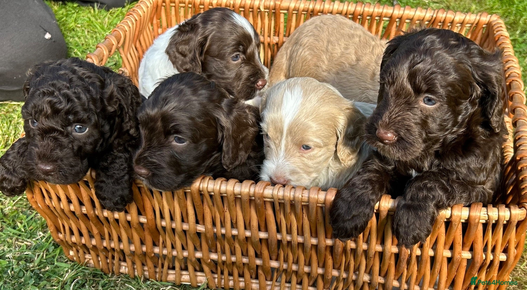 Mixed Breed dogs Double Doodles/Sproodle x Cockapoo - Advert 12