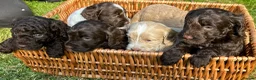Mixed Breed dogs for sale: Double Doodles/Sproodle x Cockapoo - Advert 2