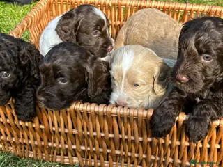 Mixed Breed dogs Double Doodles/Sproodle x Cockapoo - Advert 12