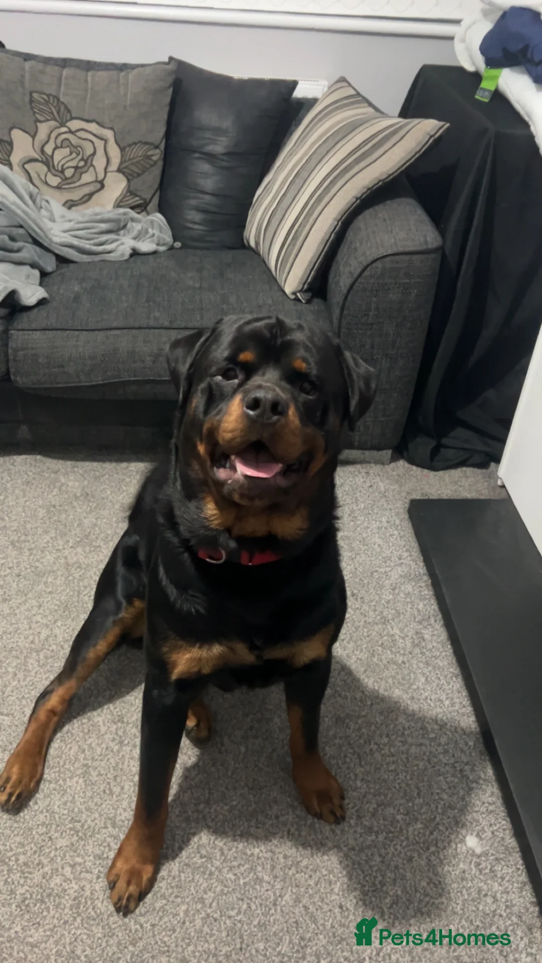 Rottweiler dogs for sale: Male Rottweiler for sale in Rochdale - Advert 1