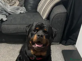 Rottweiler dogs Male Rottweiler for sale in Rochdale - Advert 2