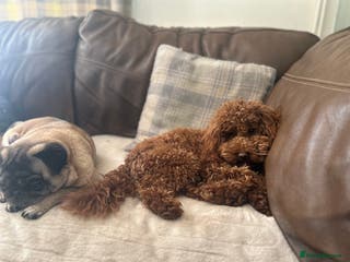 Poodle dogs Kc Fox red toy poodle for stud - Advert 4