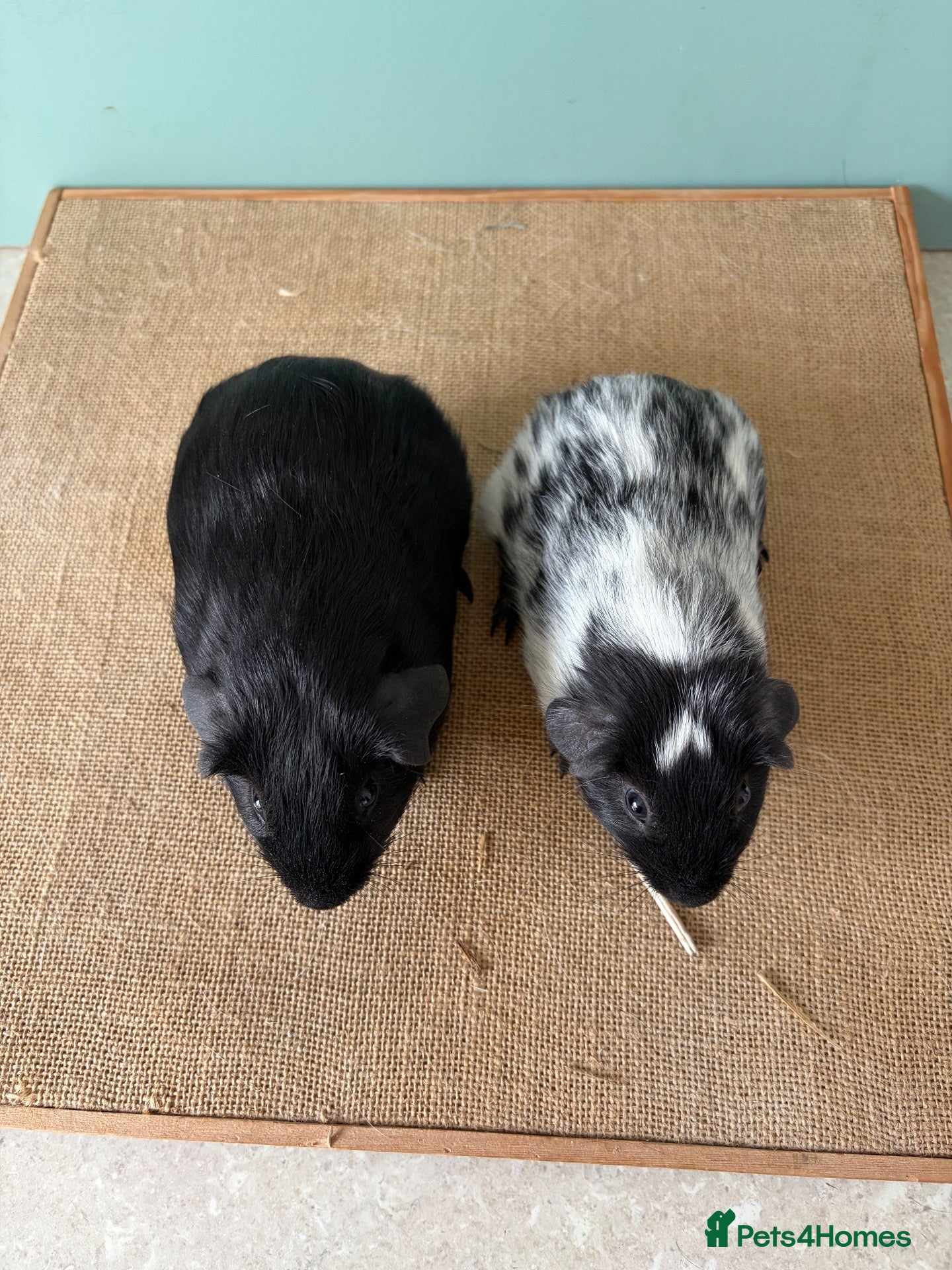 Guinea Pig rodents Black & Dalmatian Brothers - Advert 2