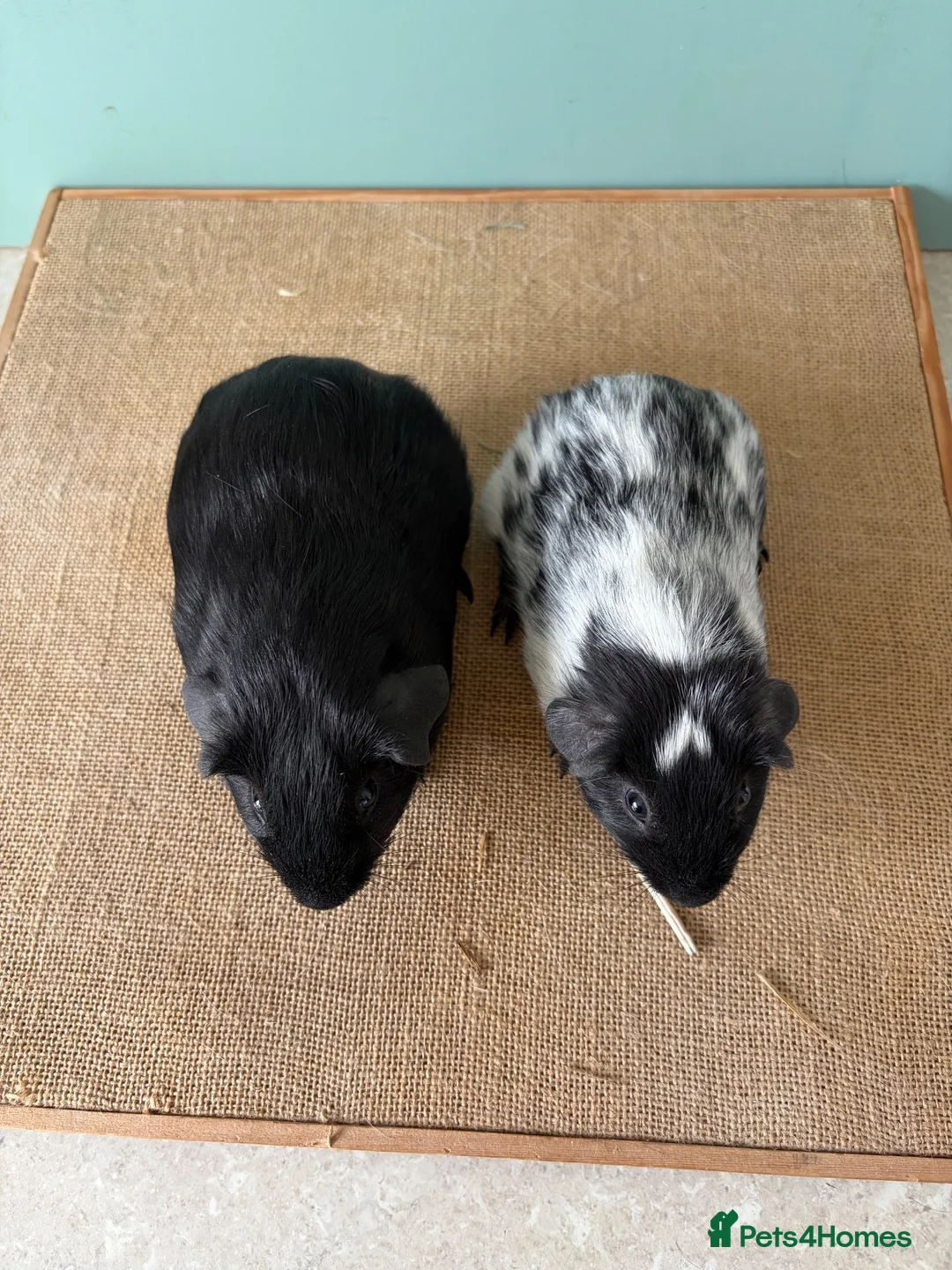 Guinea Pig rodents for sale: Black & Dalmatian Brothers - Advert 2