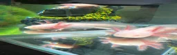 Axolotl reptiles for sale: Albino axolotl - Advert 3