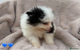 Pomeranian dogs for sale: Pomeranian - Image 8