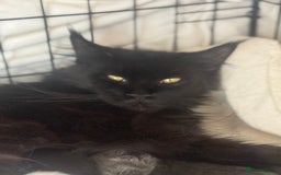 Maine Coon cats for sale: Female Pure mainecoon - Image 4
