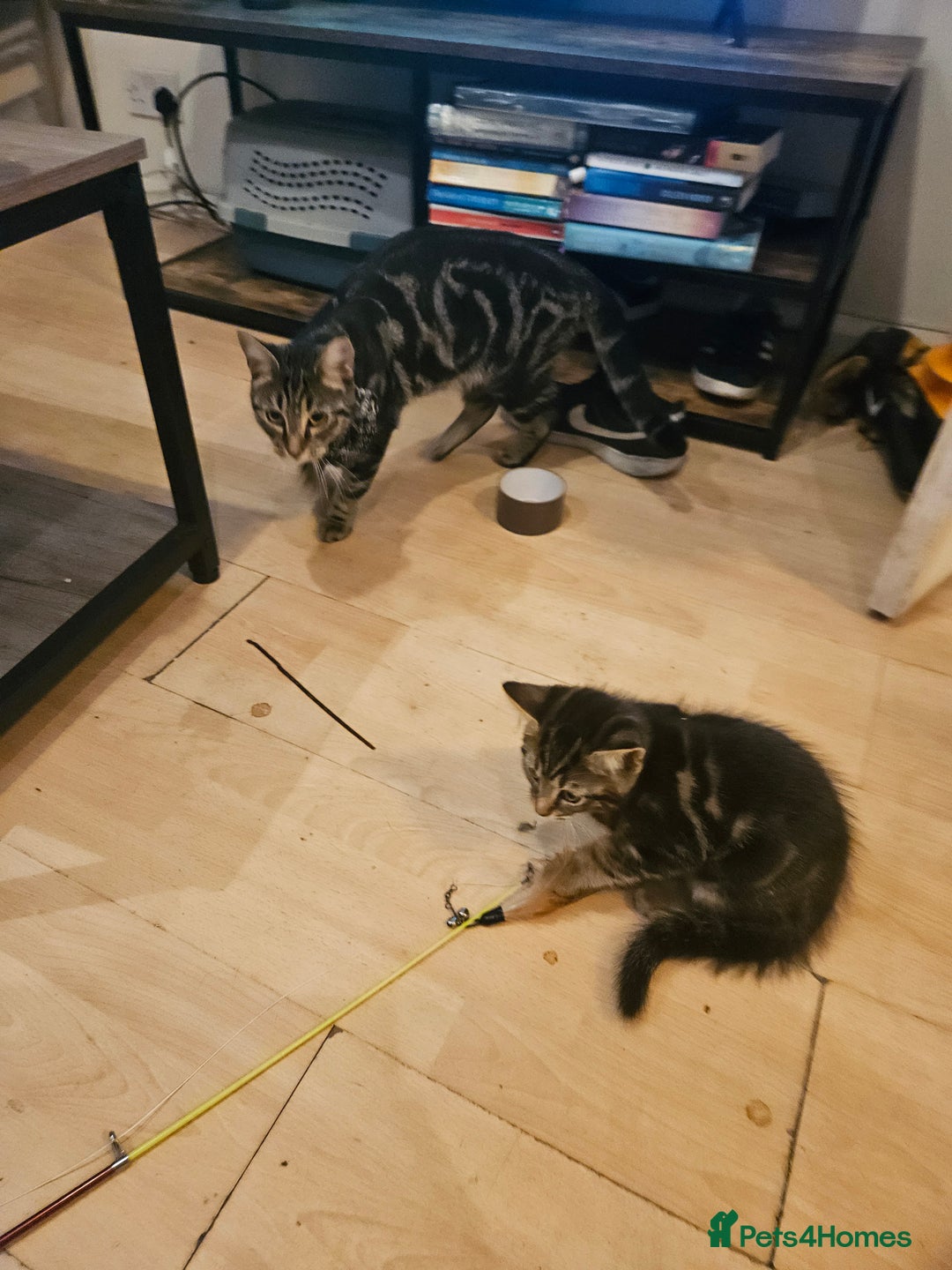 Mixed Breed cats for sale: Free kitten - Image 11