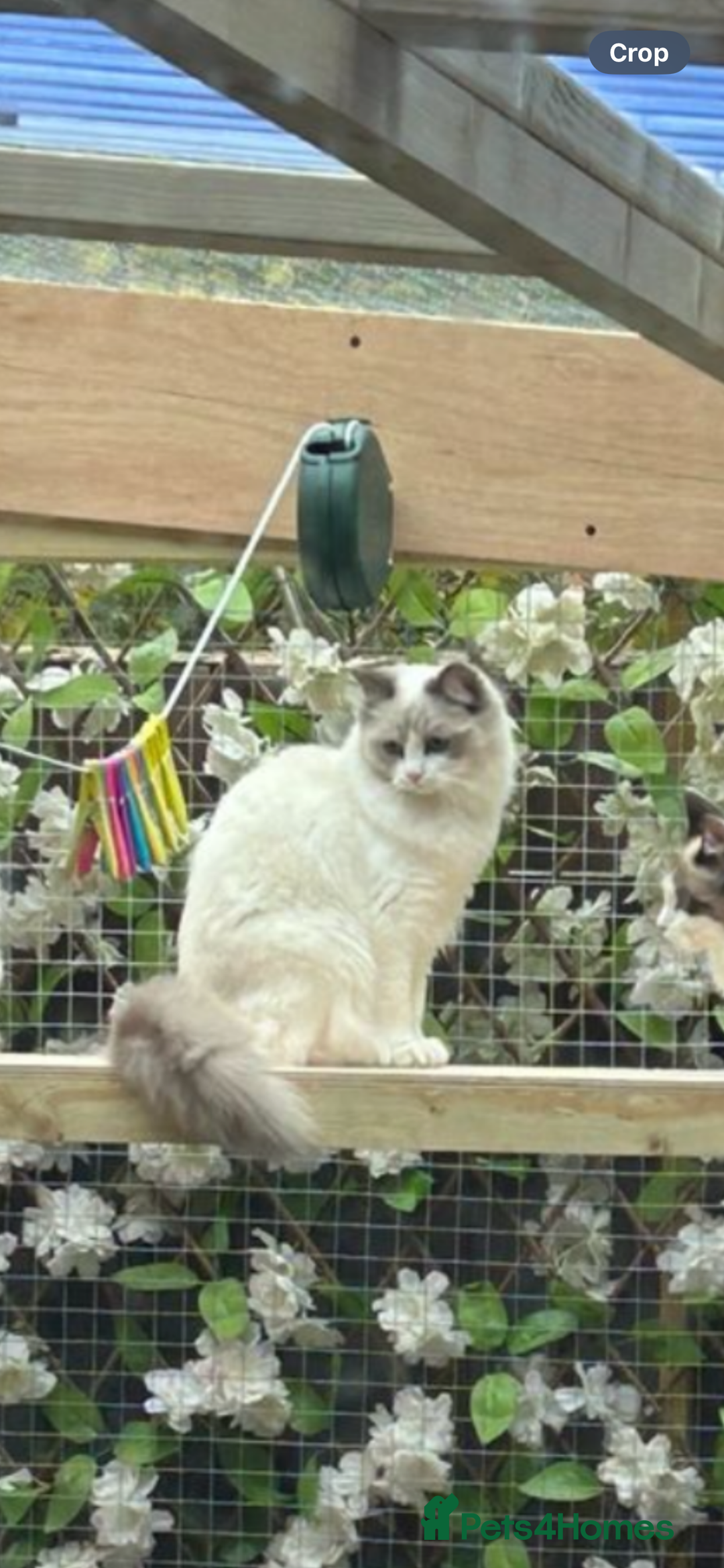 Ragdoll cats for sale: Ragdolls 2 stunning girls  - Image 1