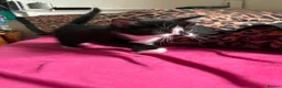 Mixed Breed cats for sale: 3 lovely kittens  - Advert 7