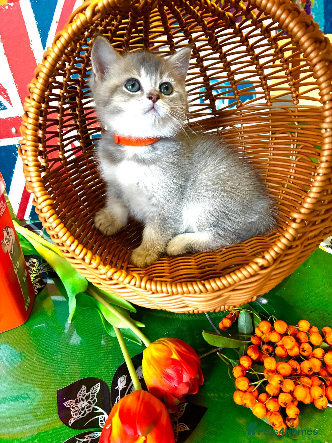 Scottish Fold cats for sale: 5 Scottish Fold Kittens for sale - Advert 12