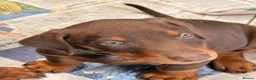 Dobermann dogs for sale: Doberman puppies  - Advert 8