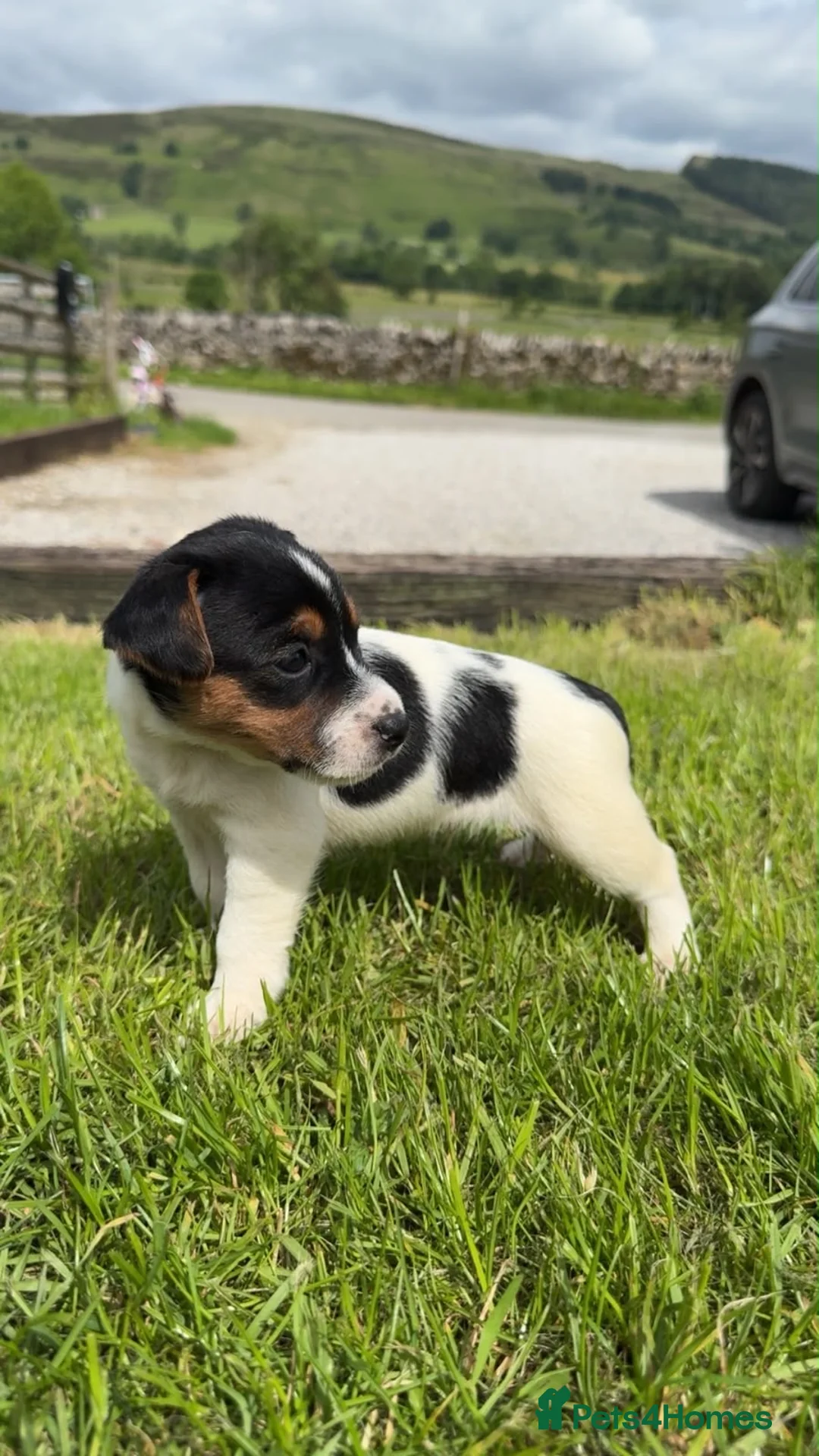 Jack Russell dogs for sale: 3x Jack Russell Boys looking for their homes - Advert 1