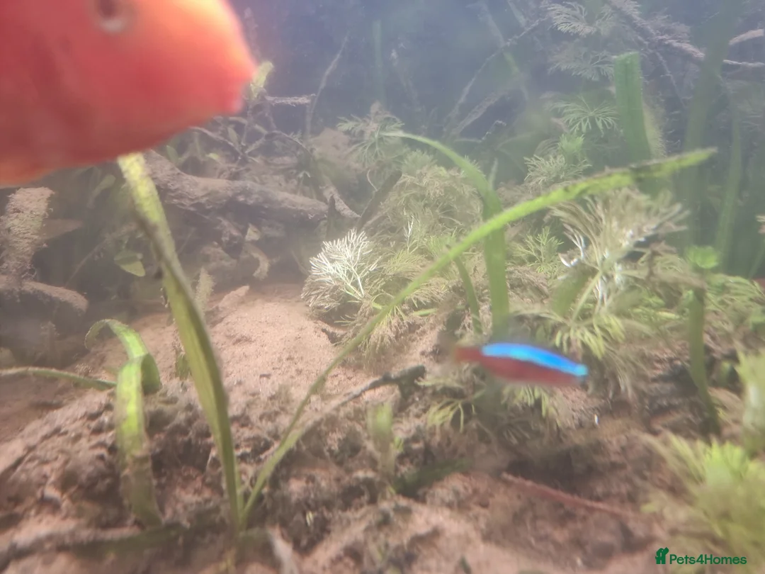 Cichlids fish for sale: Tropical fish - Advert 26