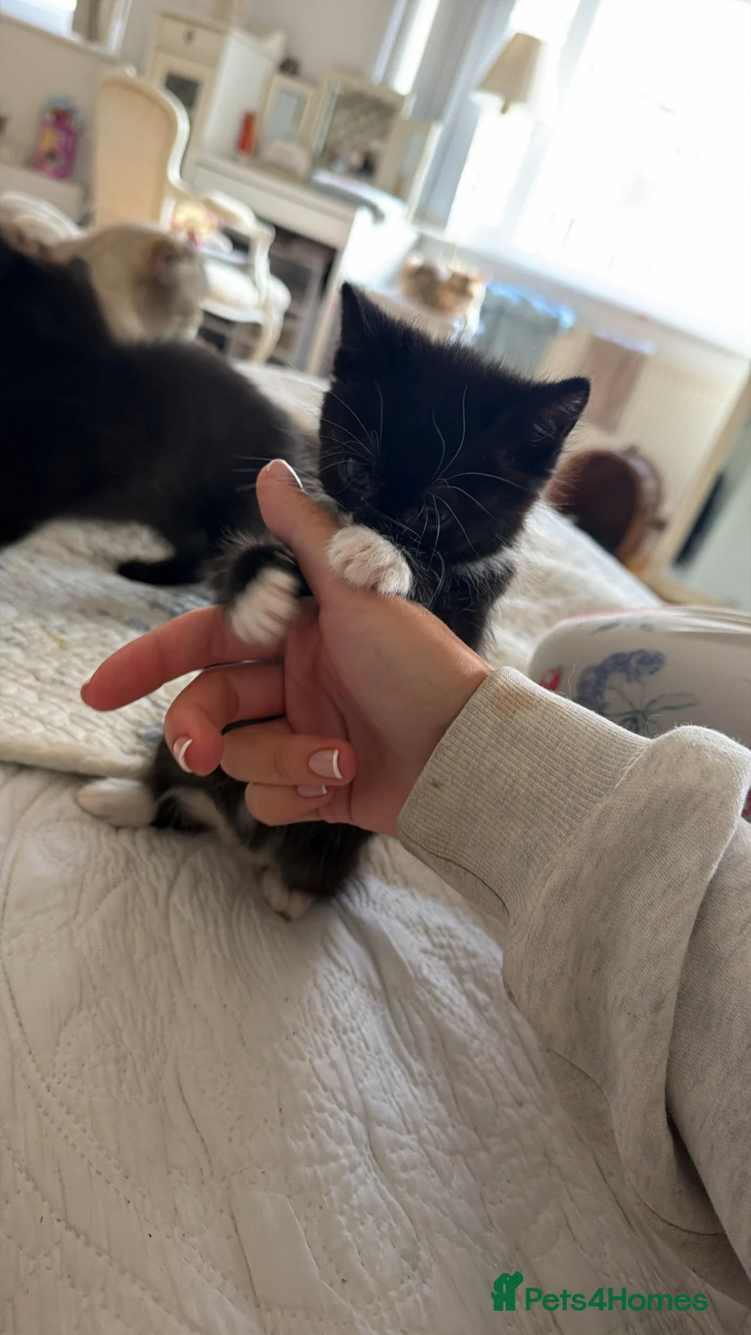 Mixed Breed cats for sale: Adorable Rescue Kittens Looking for Loving Homes  - Advert 16