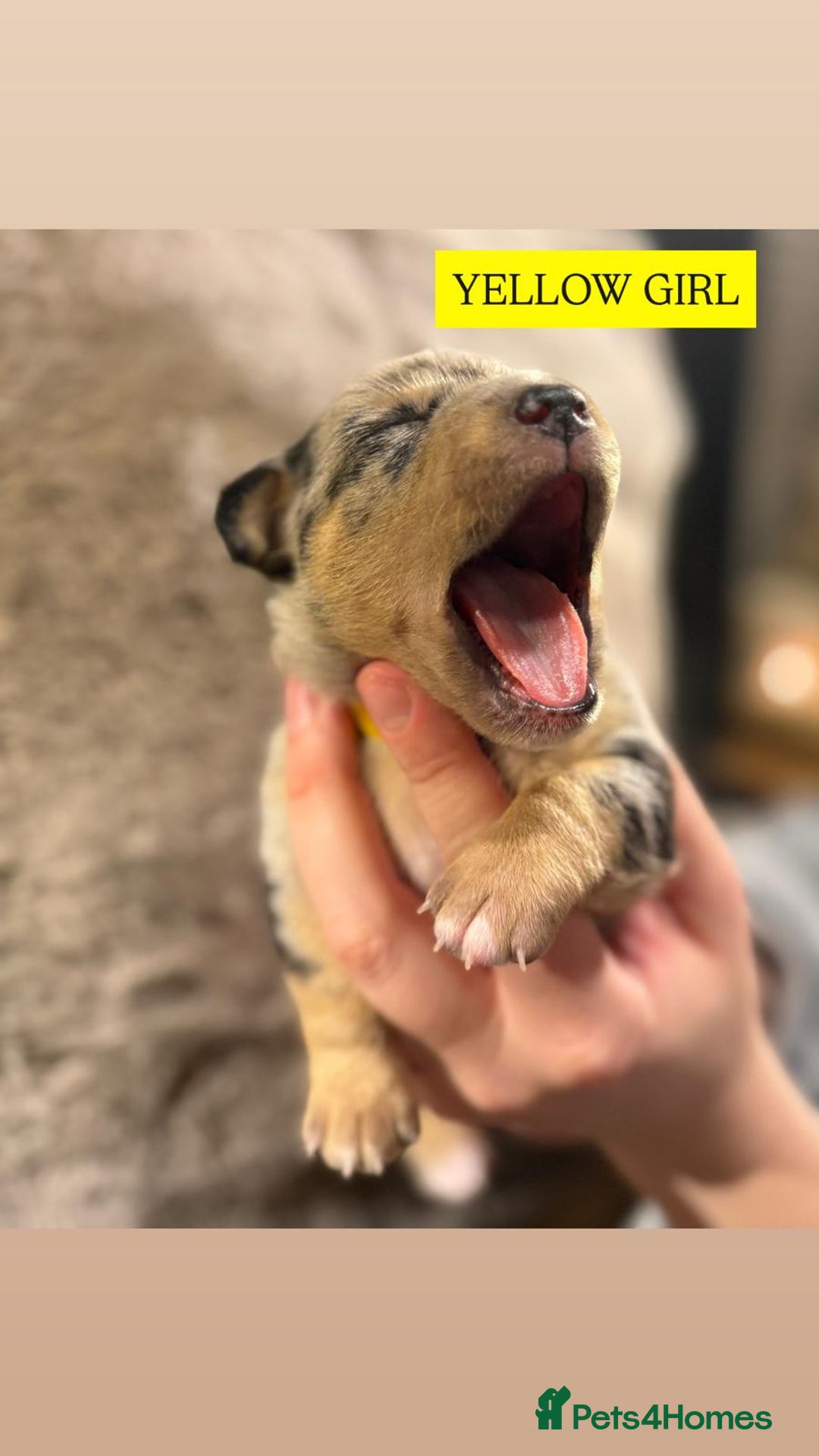 Jack Russell dogs for sale: Pure Breed special colour Jack Russells  - Advert 11