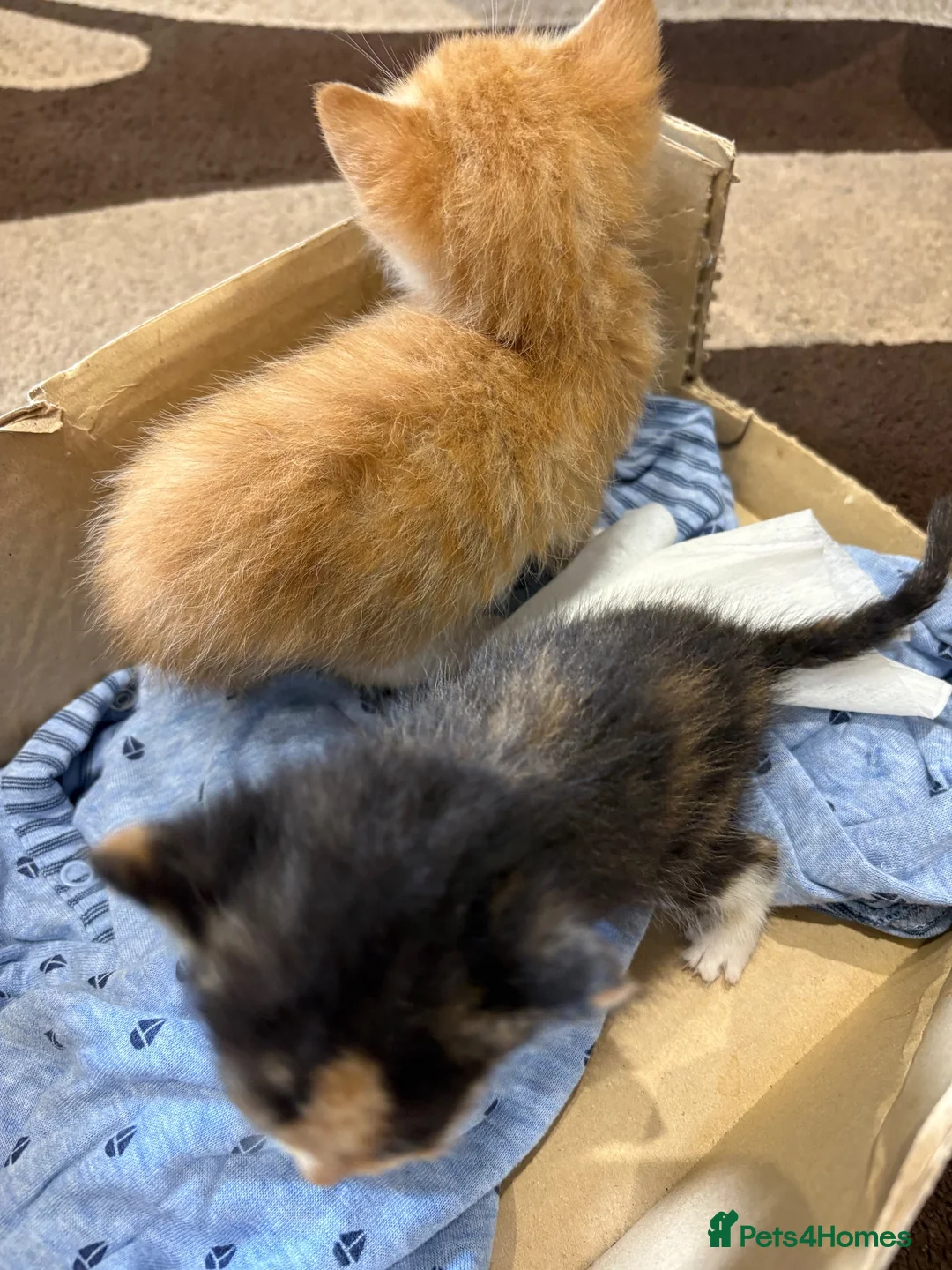 Mixed Breed cats for sale: 2 for £50 in Birmingham - Advert 7
