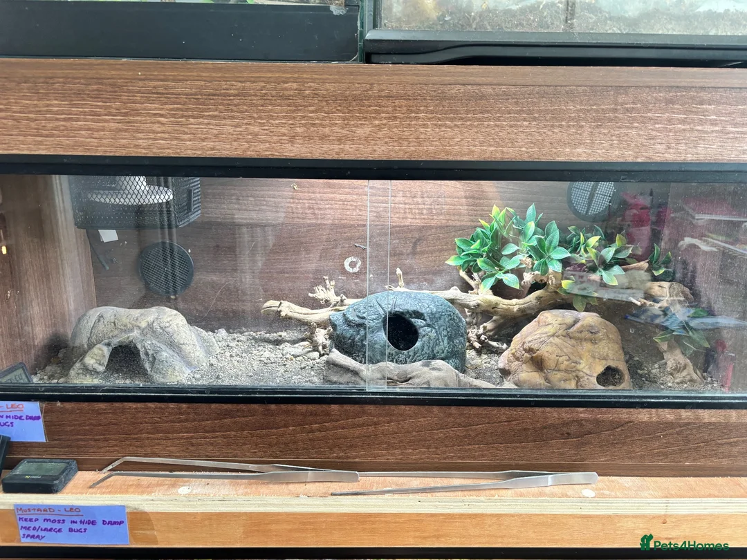 Leopard Gecko reptiles for sale: Leopard gecko in Winchester - Advert 5