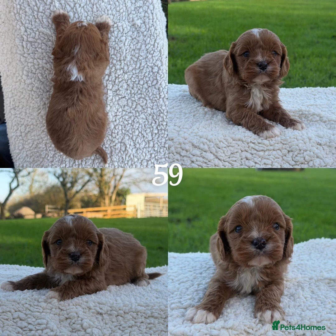 Cavapoo dogs for sale: Cavapoo Puppies - Advert 17