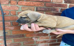 Great Dane dogs for sale: Beautiful Great Dane pups - Image 30