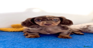 Miniature Dachshund dogs - Advert 6