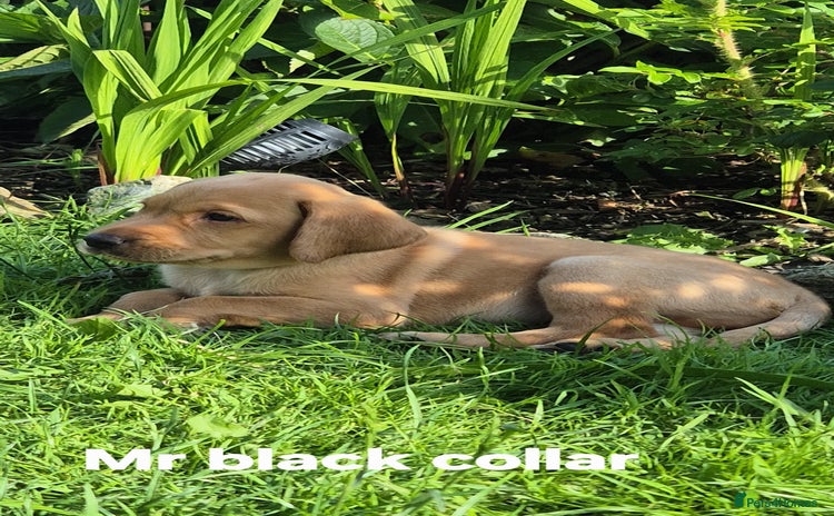 Labrador Retriever dogs - Advert 1