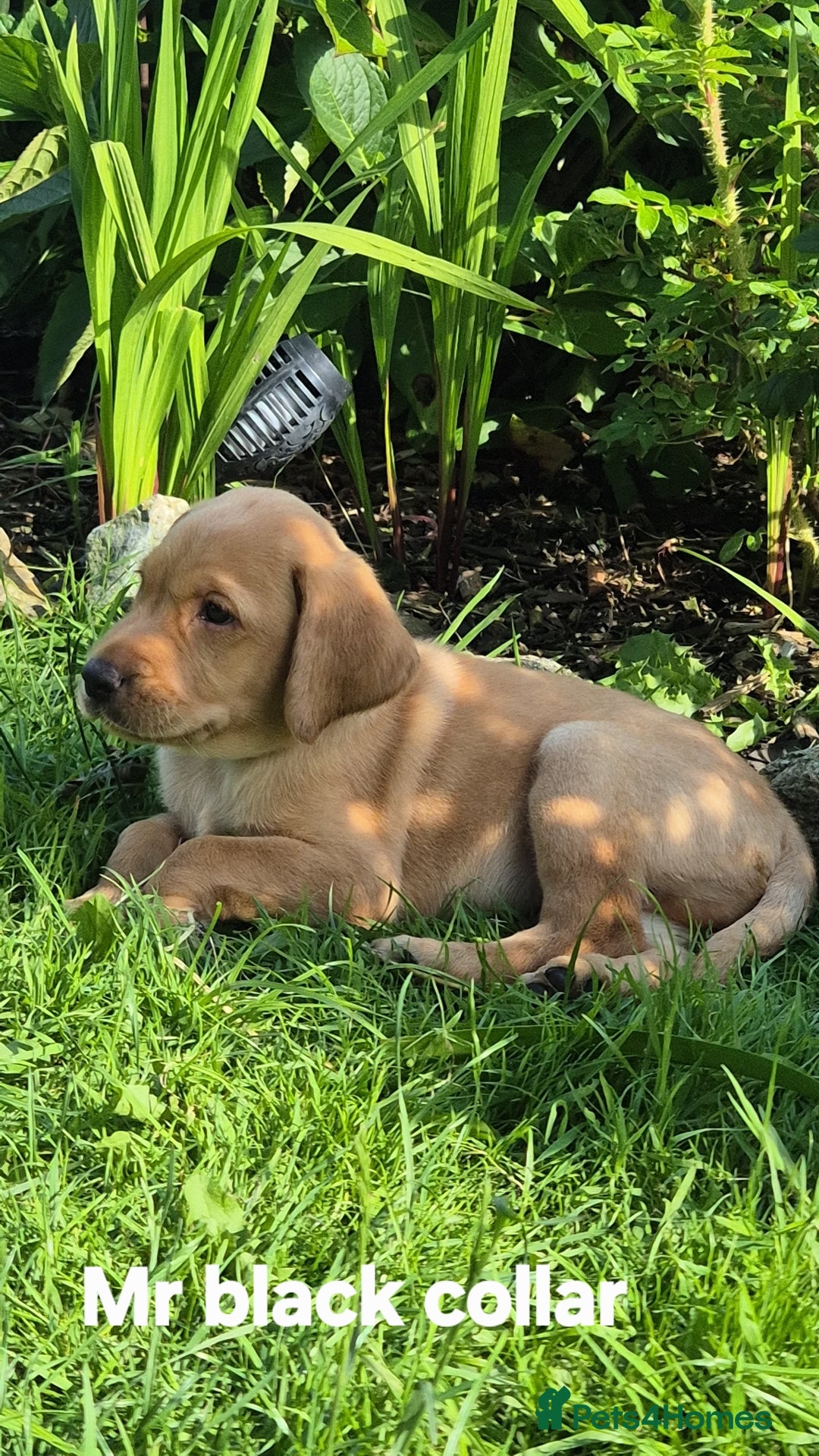 Labrador Retriever dogs for sale: Labrador puppies  - Image 1