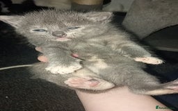 Mixed Breed cats for sale: Kittens for sale - Image 1