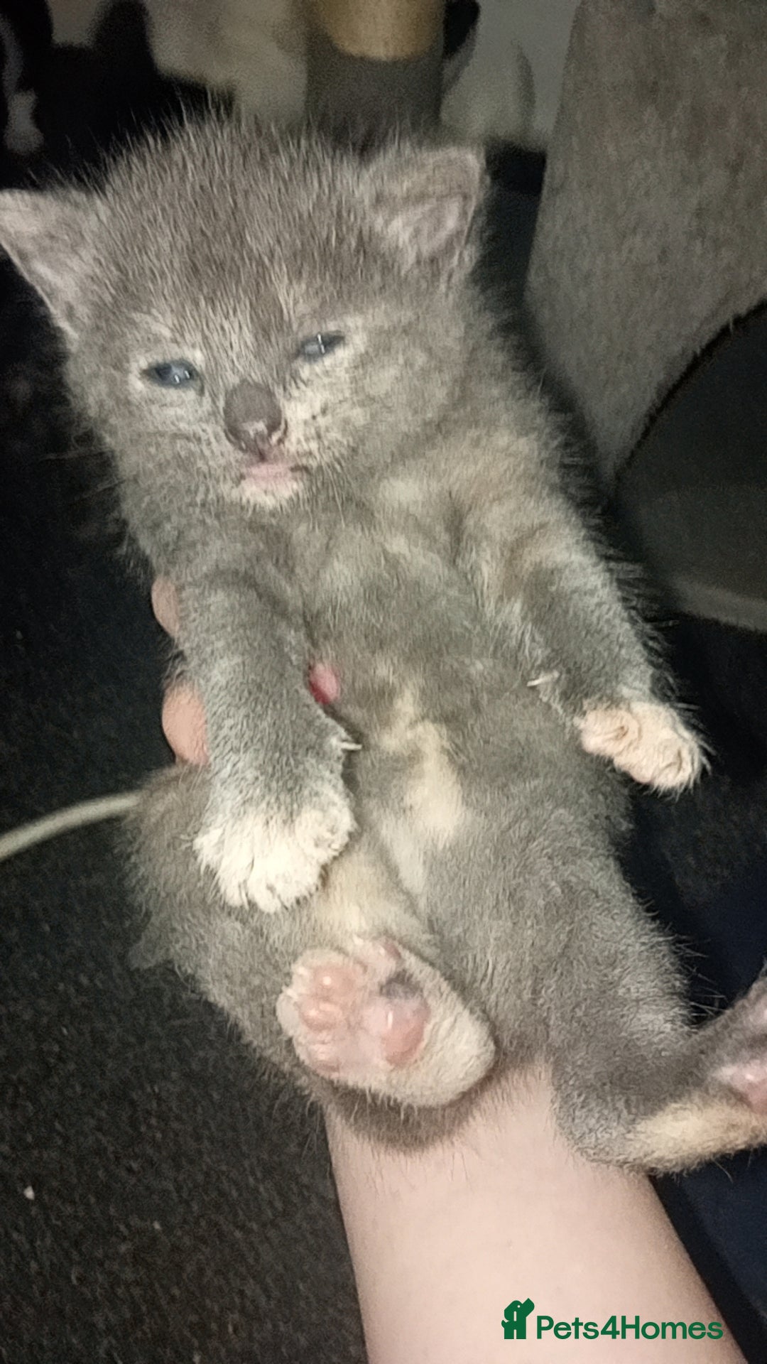Mixed Breed cats for sale: Kittens for sale - Image 1