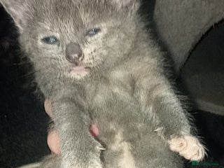 Mixed Breed cats - Advert 38