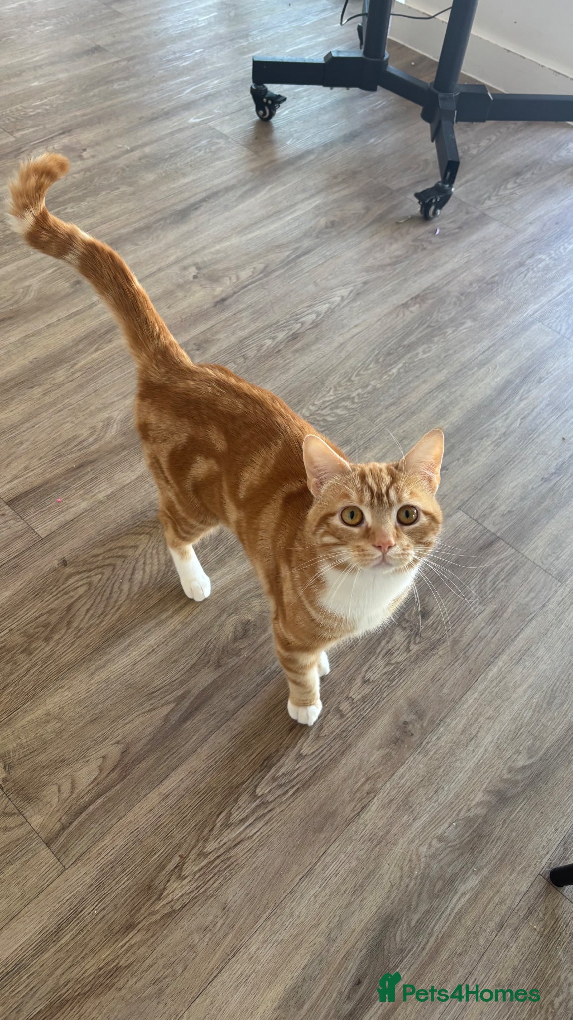 American Shorthair cats Rehoming our cat  - Advert 3