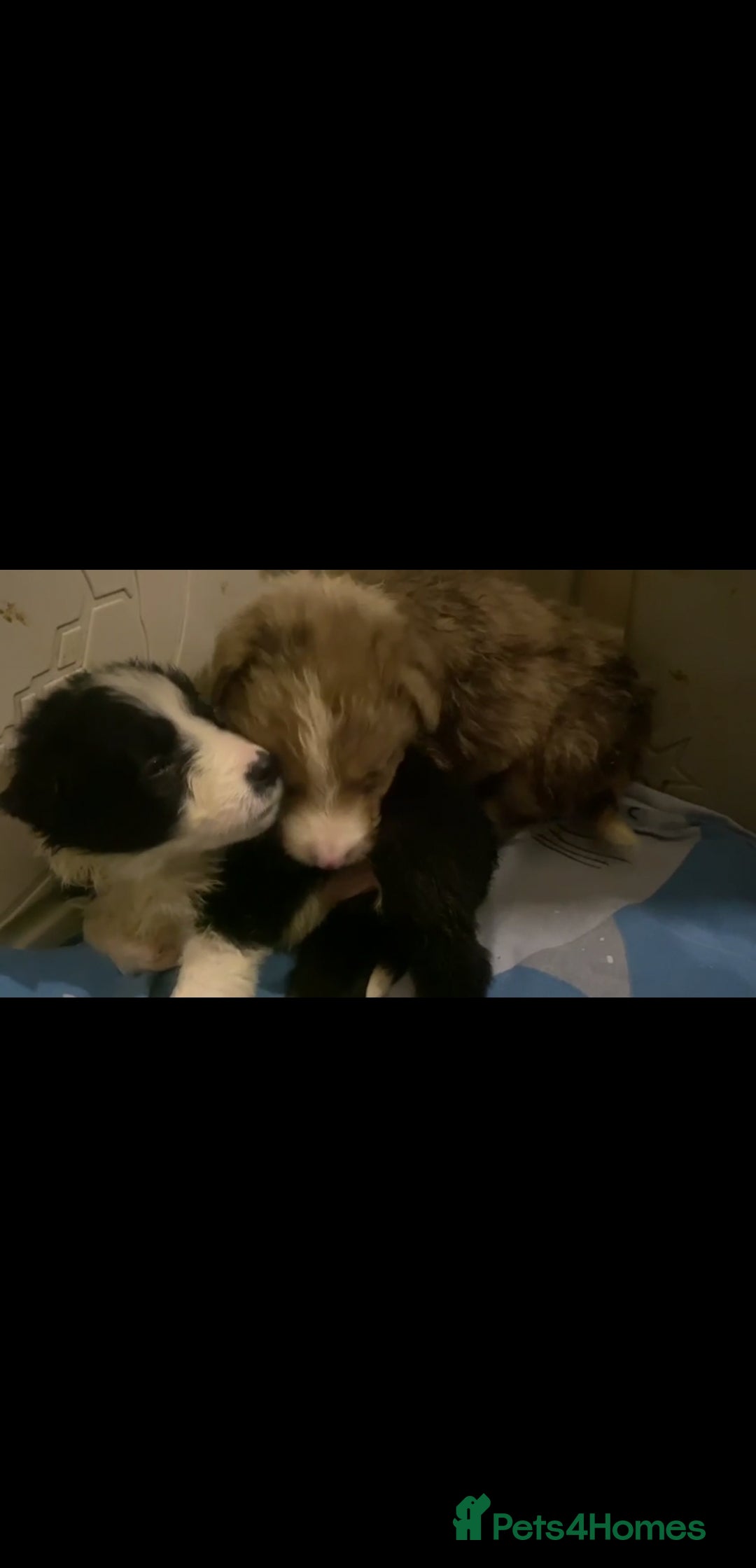 Border Collie dogs for sale: Ready to leave 24 December 2 girls left  - Advert 2