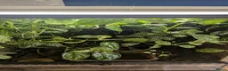Frog reptiles for sale: Exo Terra Mature Bio Setup Group of 4 tinc Oyapok in Huddersfield - Advert 5