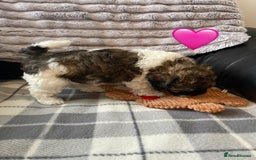 Mixed Breed dogs for sale: 3 Beautiful Shih Tzu x Toy poodle  - Advert 9