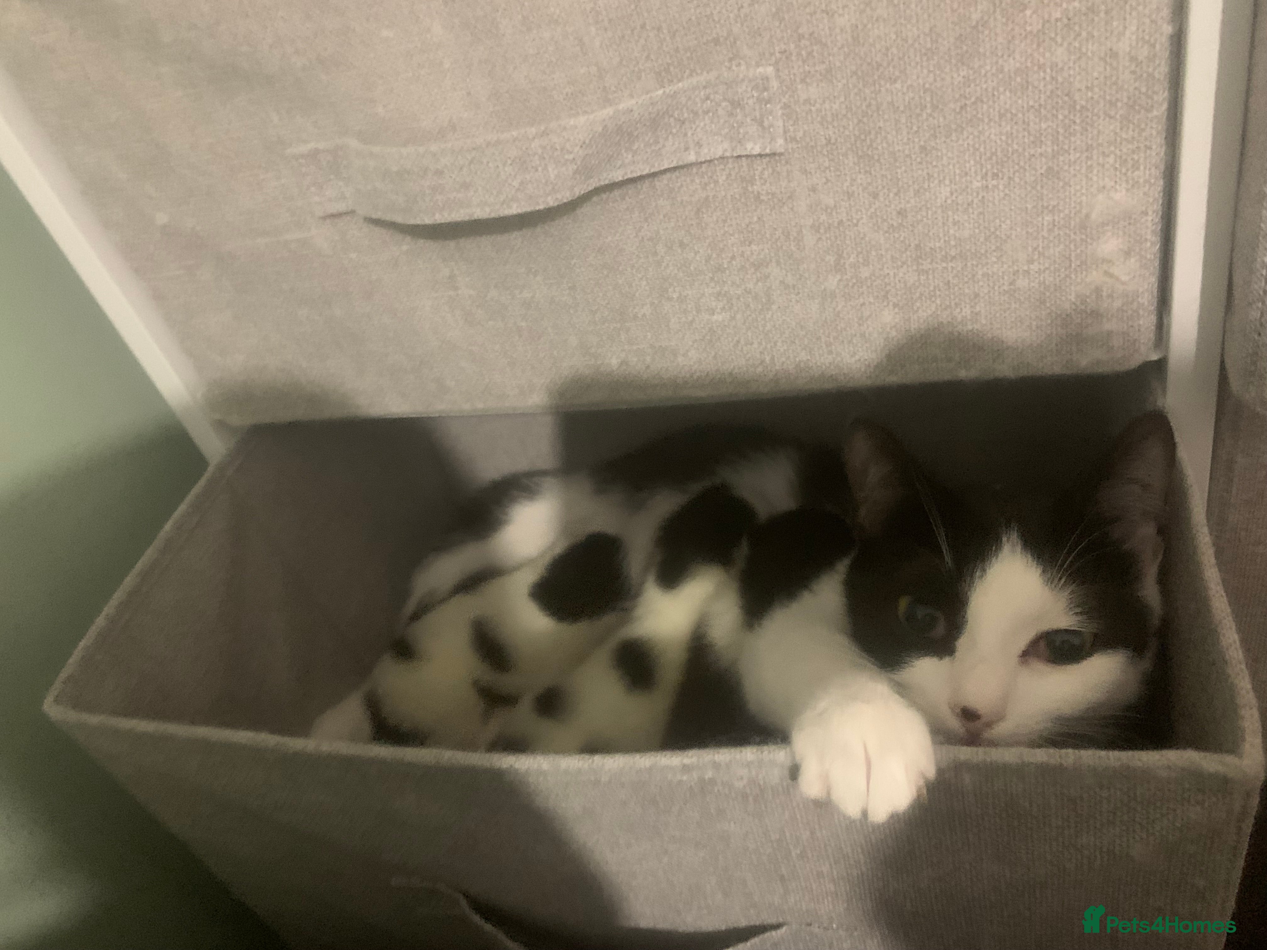 Mixed Breed cats 9 month old male kitten - Advert 6