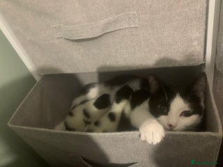 Mixed Breed cats 9 month old male kitten - Advert 3