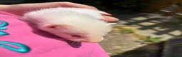 Ferret rodents for sale: Albino micro jill for sale  - Advert 3