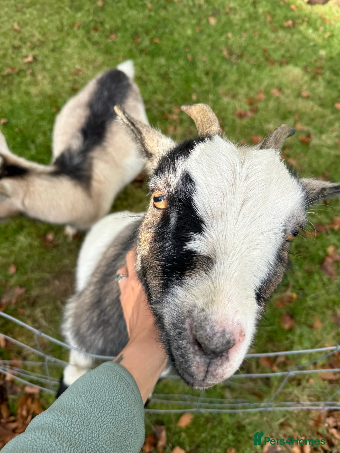 Goats livestock for sale: 2 Pygmy pet goats for sale - Advert 5
