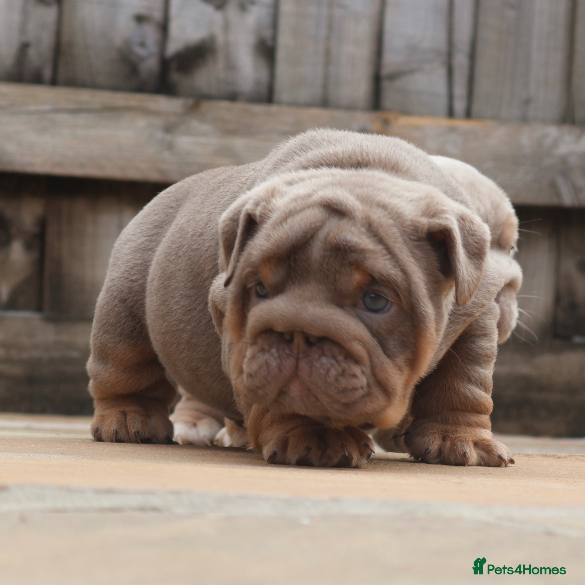 English Bulldog dogs Gorgeous English Bulldog Pups - Advert 2
