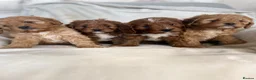 Cavapoo dogs for sale: Gorgeous Red Cavapoo Puppies - Advert 18