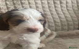 Cockapoo dogs for sale: Beautiful cockapoo puppies - Image 27