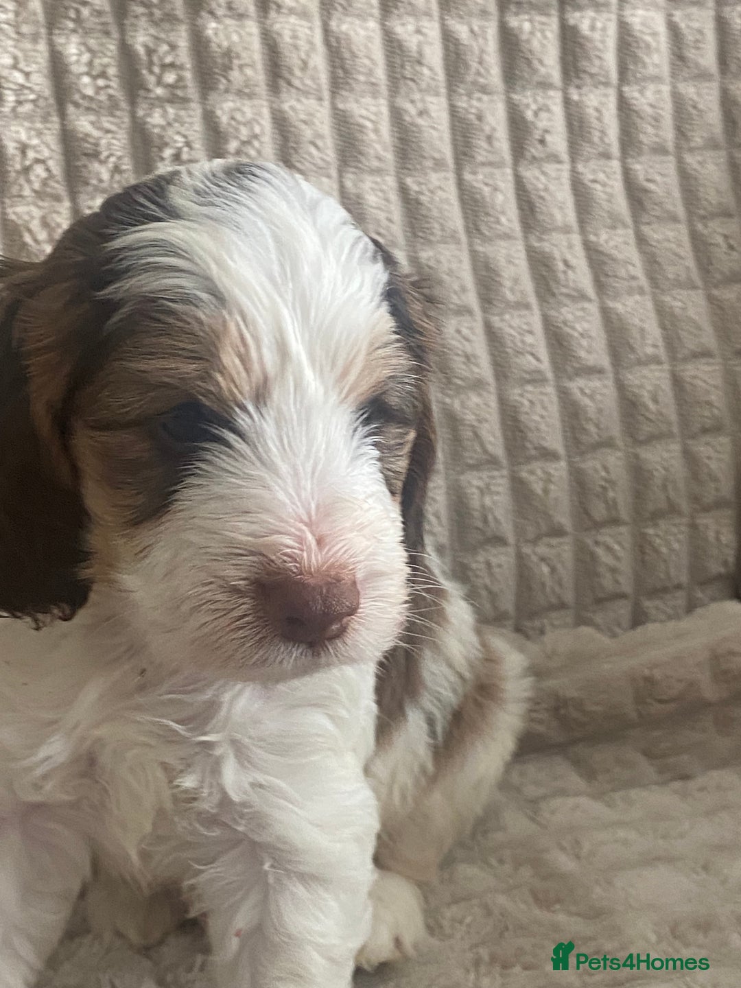 Cockapoo dogs for sale: Beautiful cockapoo puppies - Image 27