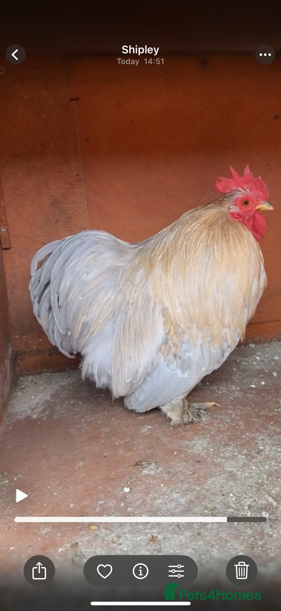 Chickens poultry 2 cockerels - Advert 4